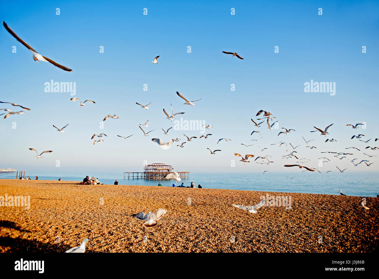 Eine Herde von Möwen fliegt über Brighton Beach an der Südküste von England mit den Ruinen des berühmten West Pier im Hintergrund. Stockfoto