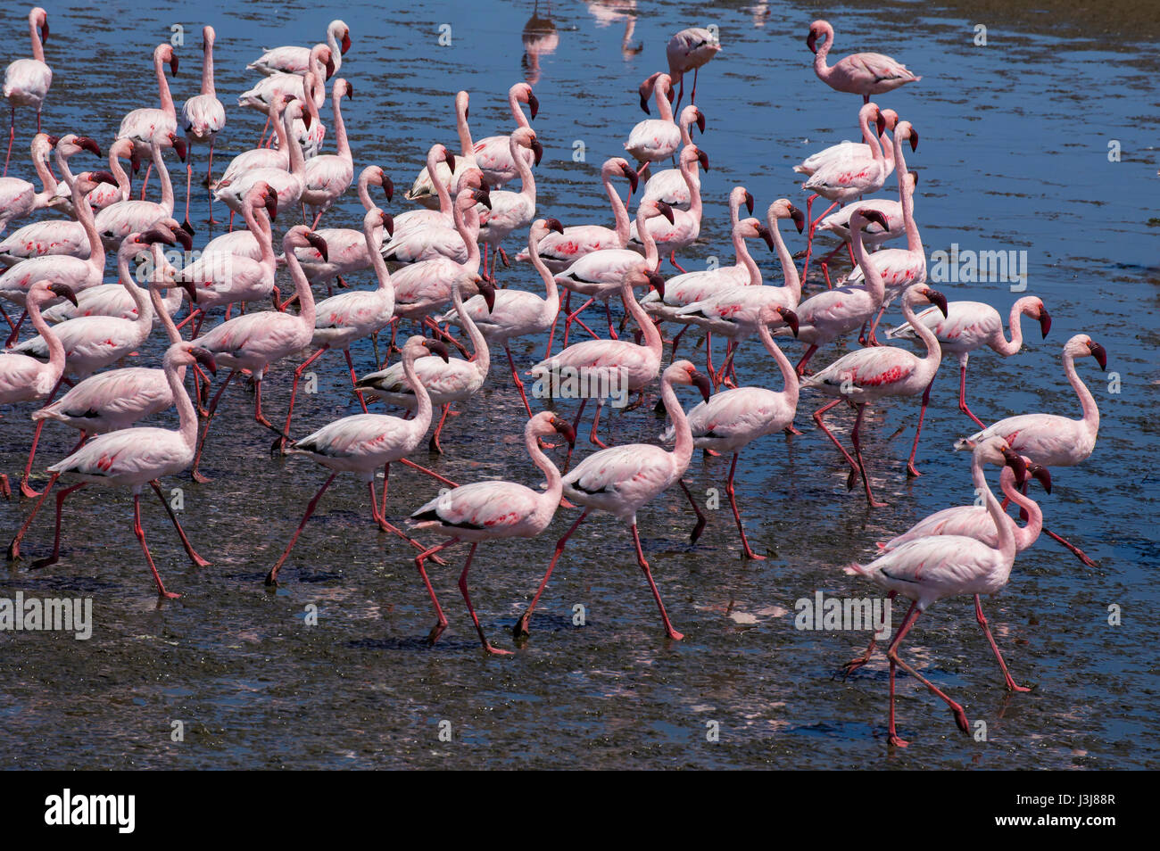 marschieren Sie flamingos Stockfoto