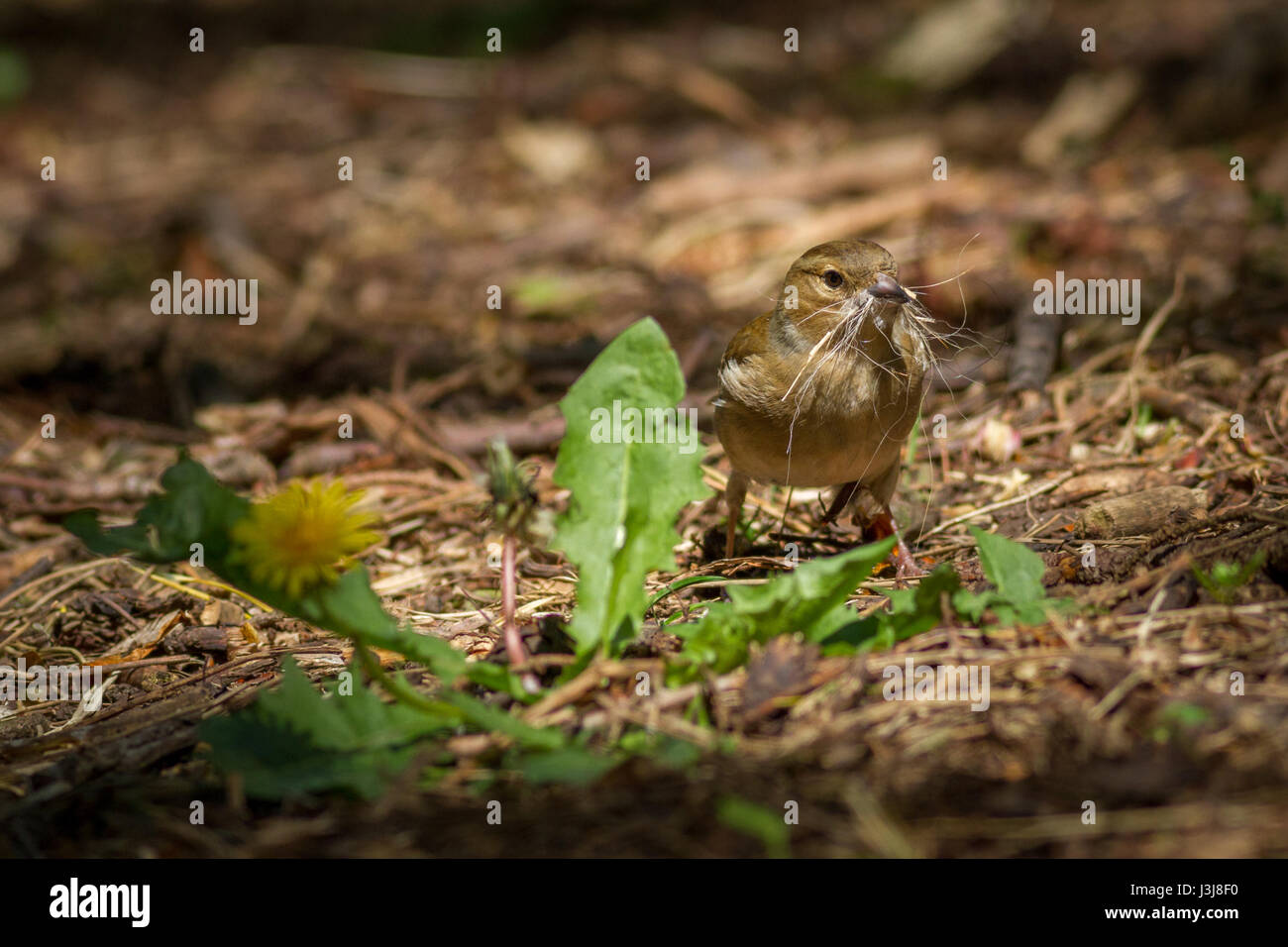 UK-Wildlife: Weibliche Buchfink sammeln Hundehaare für ein Nest, Yorkshire Stockfoto