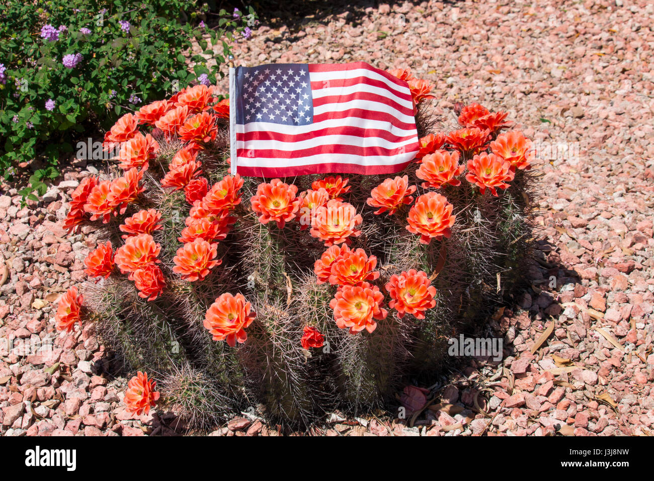 Schöne blühende wilde Wüste Kaktus Blumen und Amerika Fllag oben, Nahaufnahme. Stockfoto