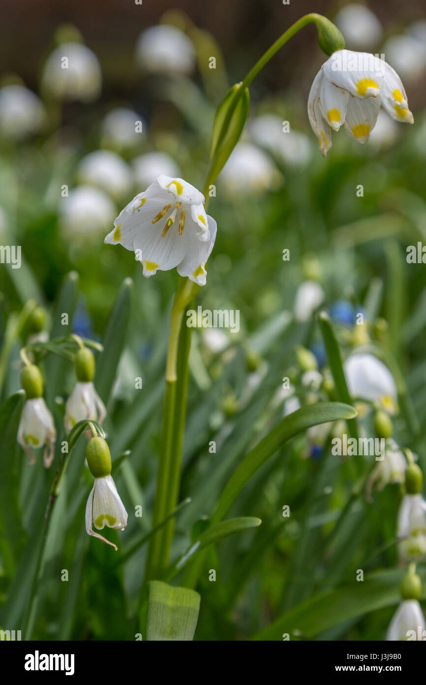 Schneeglöckchen-Blumen im Garten Stockfoto