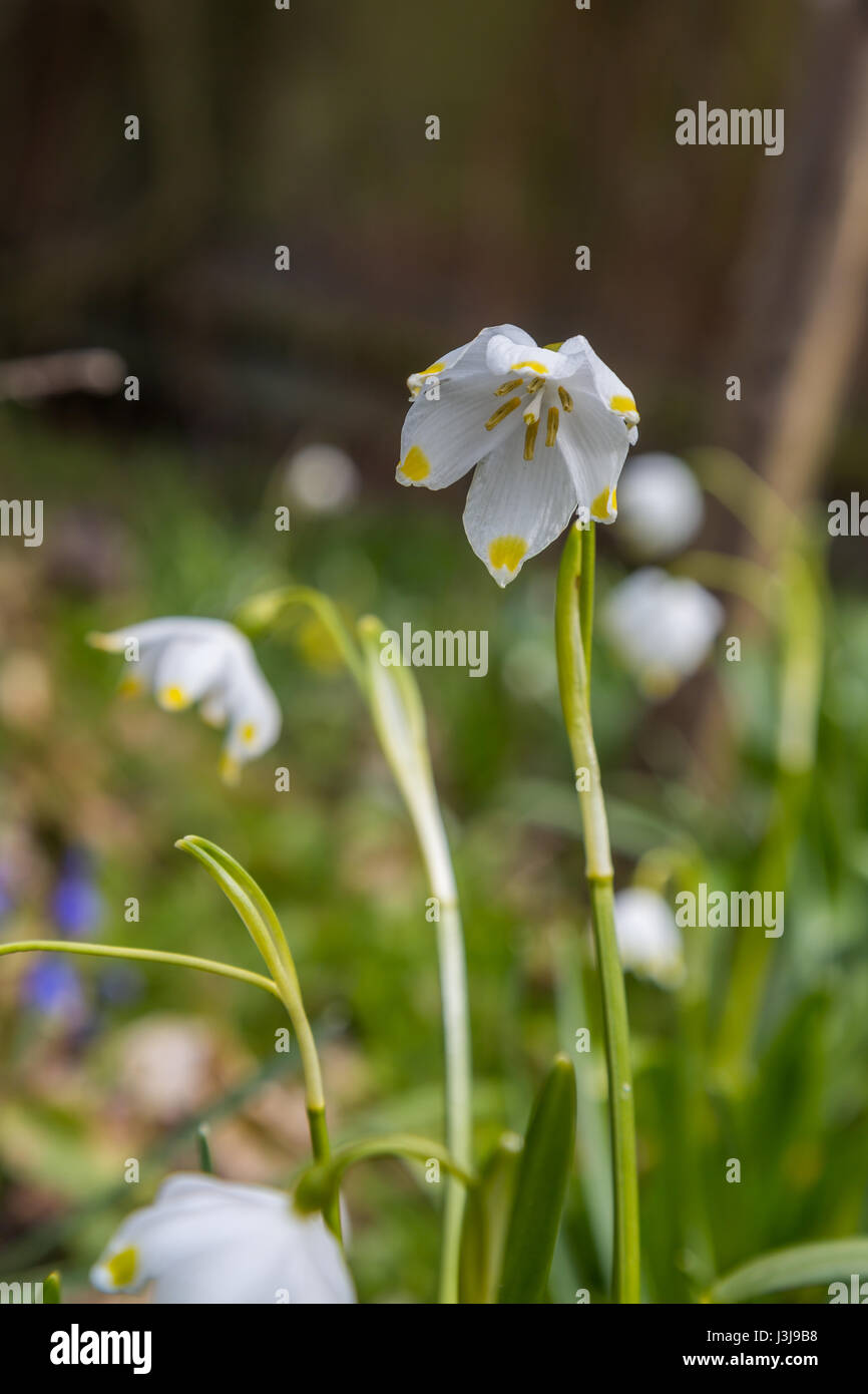 Schneeglöckchen Frühlingsblumen blühen im sonnigen Tag Stockfoto