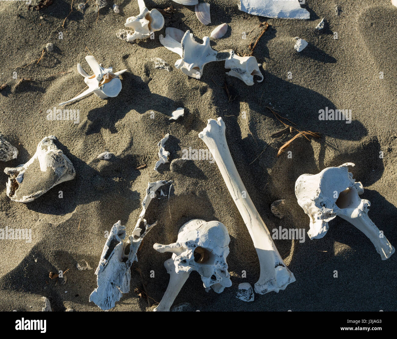 Mischung aus Knochen bleibt in den Sand legen. Stockfoto