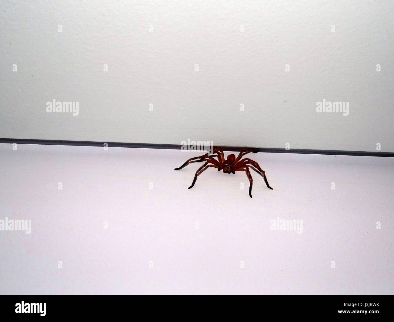 Eine Spinne an der Wand Stockfoto