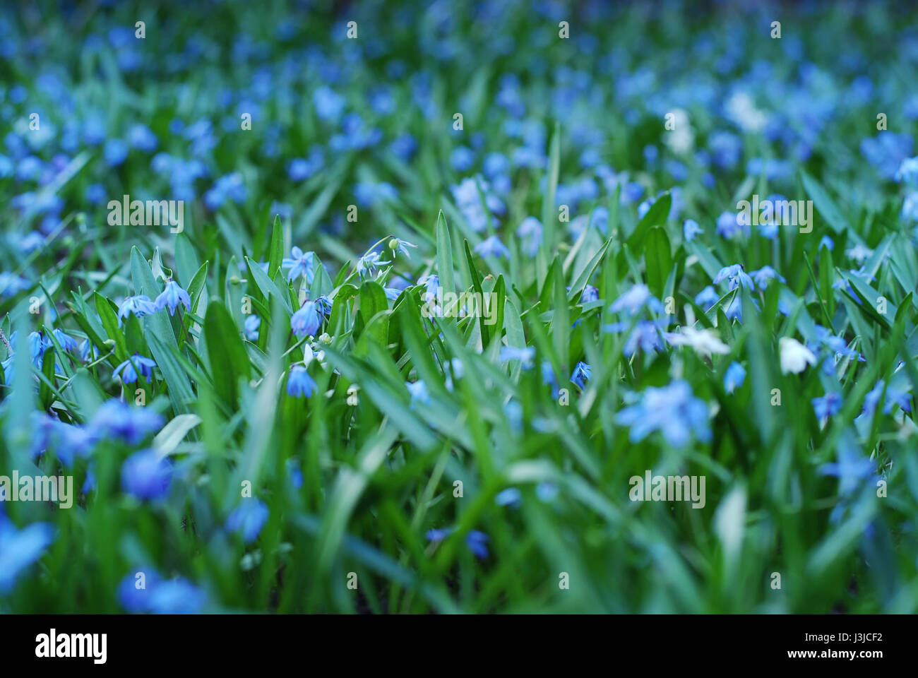 Frühling Blumen Stockfoto