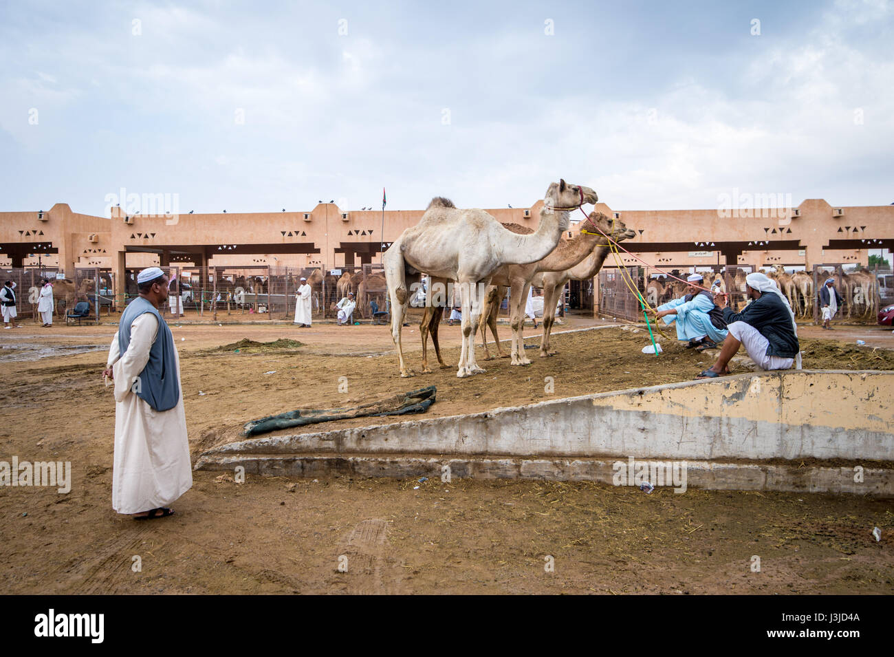 Kamel Händler und Kamelen ruhen auf dem Kamelmarkt Al Ain, befindet sich in Abu Dhabi, Vereinigte Arabische Emirate. Stockfoto