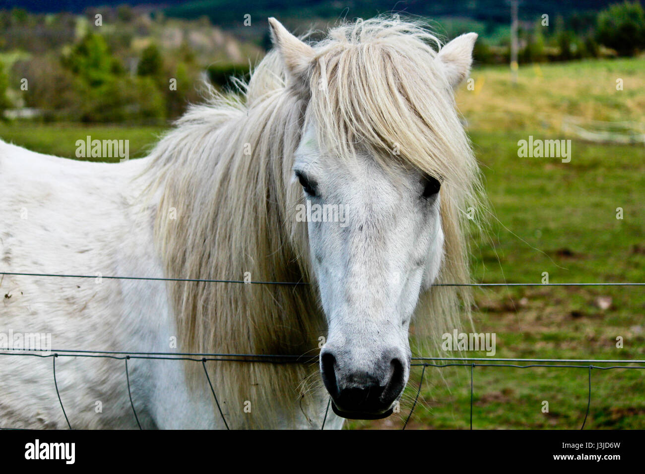 White Horse Stockfoto