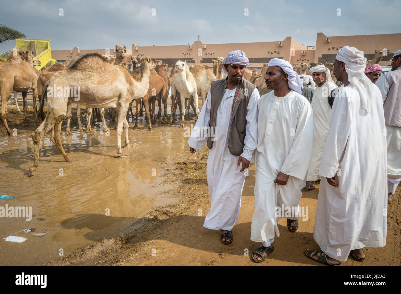 Kamel Händler ein Spaziergang durch das Gelände der Kamelmarkt Al Ain, Vereinigte Arabische Emirate. Stockfoto