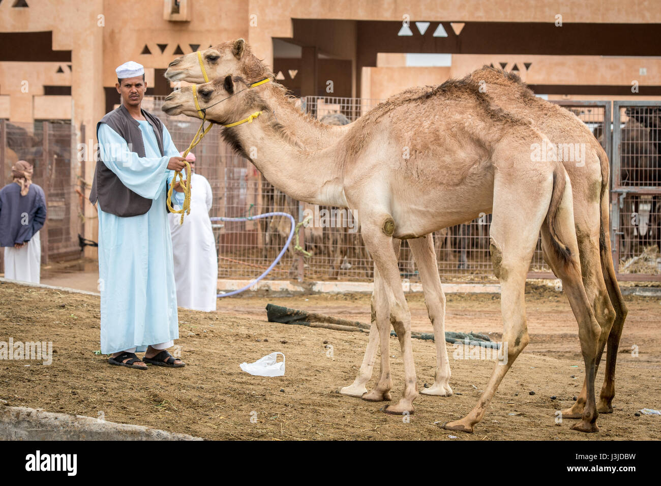 Kamel Händler führt Kamele auf dem Al Ain Kamelmarkt in Abu Dhabi, Vereinigte Arabische Emirate. Stockfoto