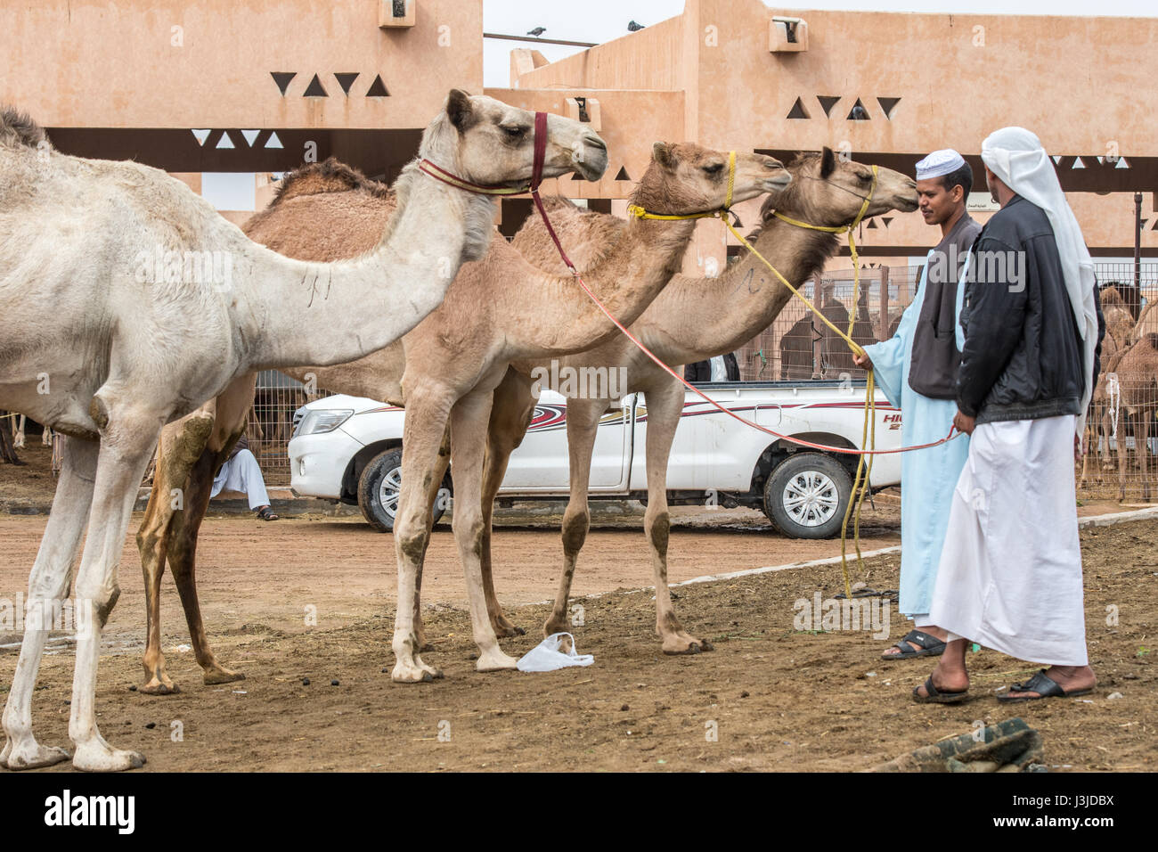 Kamel Händler führt Kamele auf dem Al Ain Kamelmarkt in Abu Dhabi, Vereinigte Arabische Emirate. Stockfoto