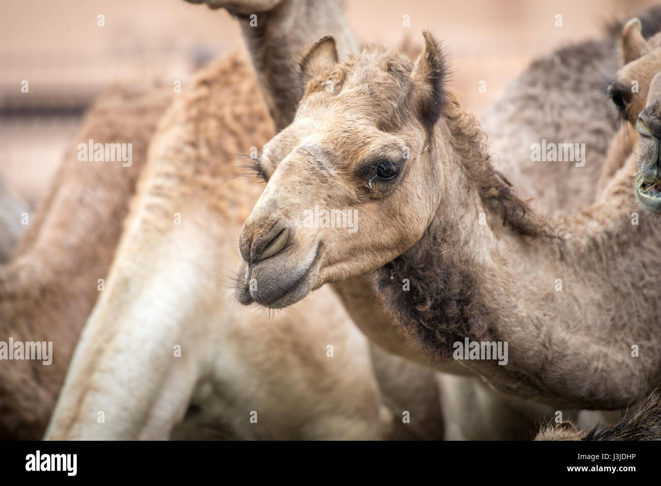 Kamel Kälber stehen zusammen an der Al Ain Kamelmarkt in Abu Dhabi, Vereinigte Arabische Emirate. Stockfoto