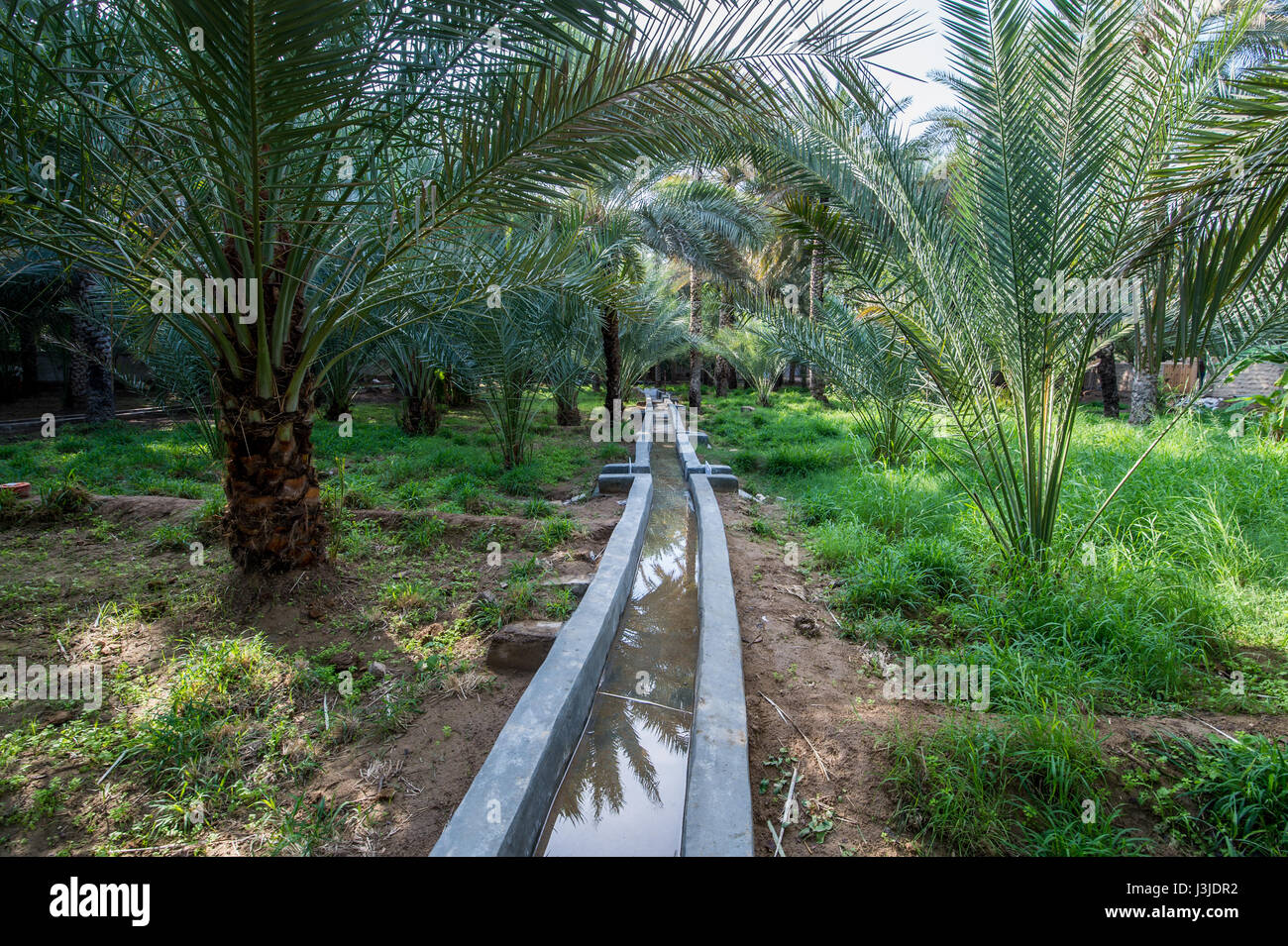 Vereinigte Arabische Emirate - Blick auf die Al Ain Oasis und seiner Jahrhunderte alten Bewässerungssystem. Es ist die größte Oase in Abu Dhabi, Vereinigte Arabische Emirate. Stockfoto
