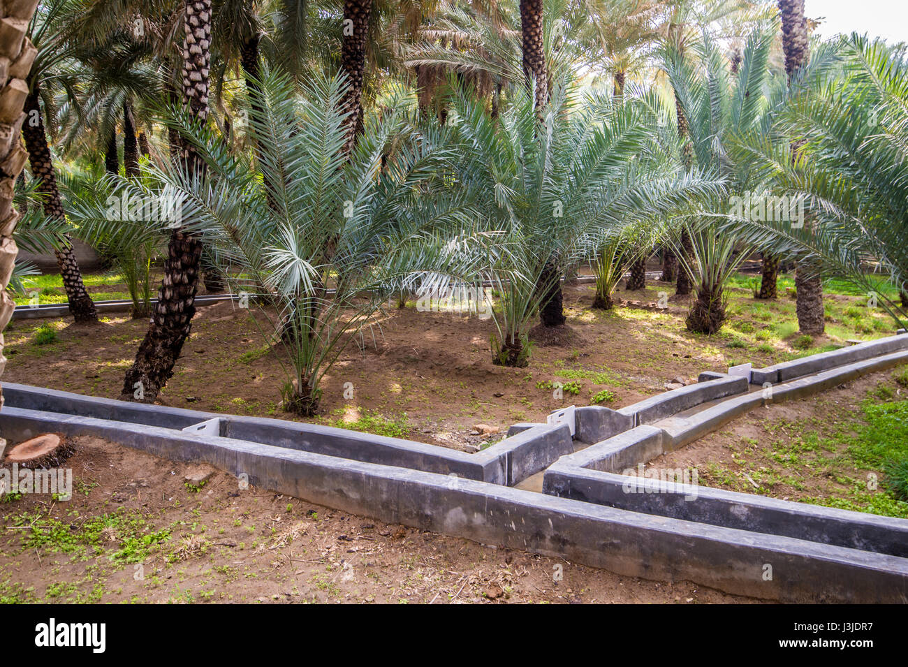 Vereinigte Arabische Emirate - Blick auf die Al Ain Oasis und seiner Jahrhunderte alten Bewässerungssystem. Es ist die größte Oase in Abu Dhabi, Vereinigte Arabische Emirate. Stockfoto
