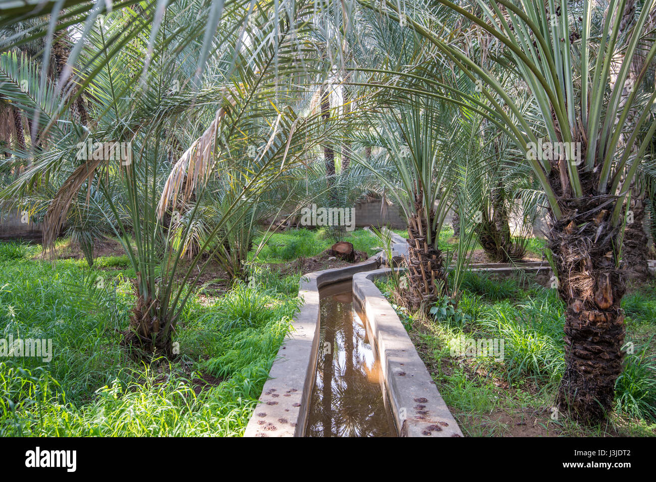 Vereinigte Arabische Emirate - Blick auf die Al Ain Oasis und seiner Jahrhunderte alten Bewässerungssystem. Es ist die größte Oase in Abu Dhabi, Vereinigte Arabische Emirate. Stockfoto