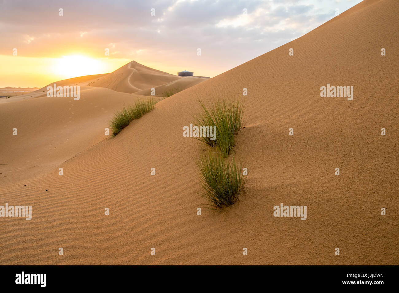Vereinigte Arabische Emirate - kleine Graspflanzen wachsen in der südlichen Wüste von Al Ain, etwas außerhalb von Abu Dhabi. Stockfoto