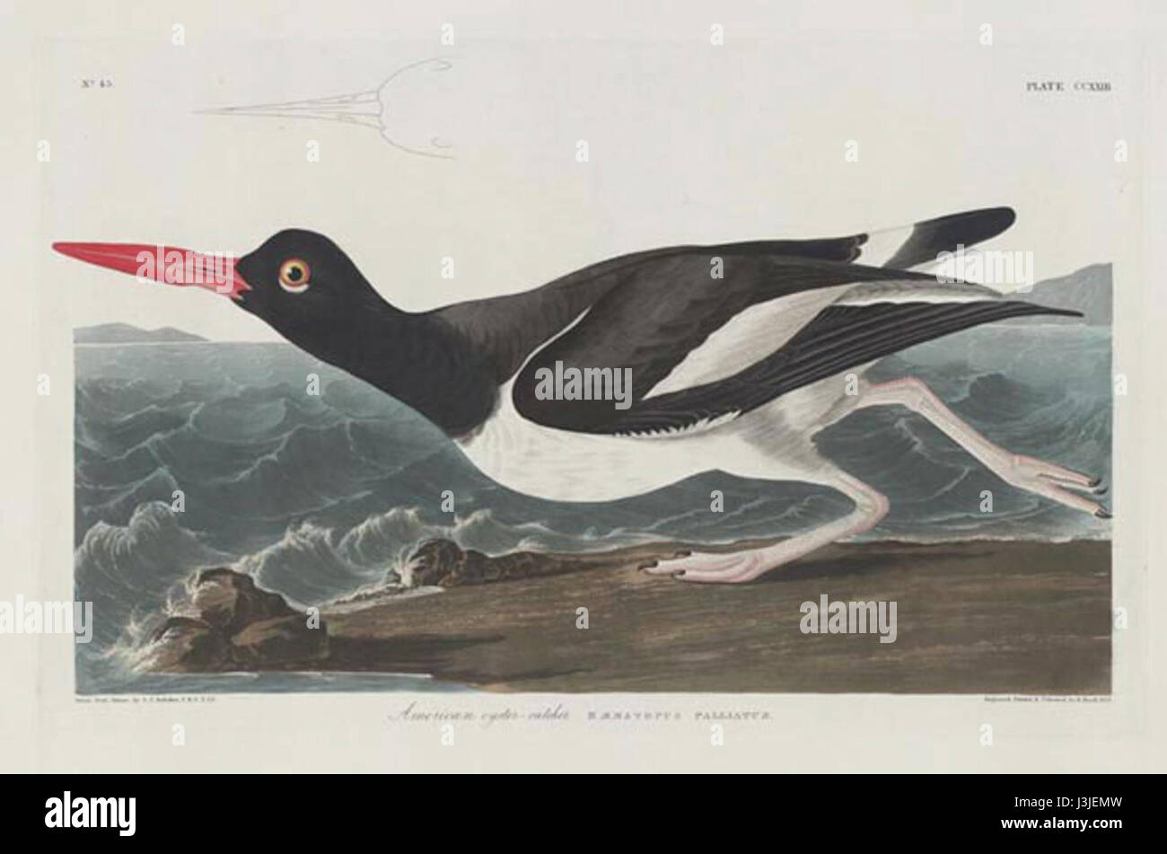 Haematopus palliatus, oder der amerikanische Austernfänger, ist eine Vogelart, die in John James Audubons berühmten Abbildungen dargestellt wird und für ihr auffälliges schwarz-weißes Gefieder bekannt ist. Stockfoto