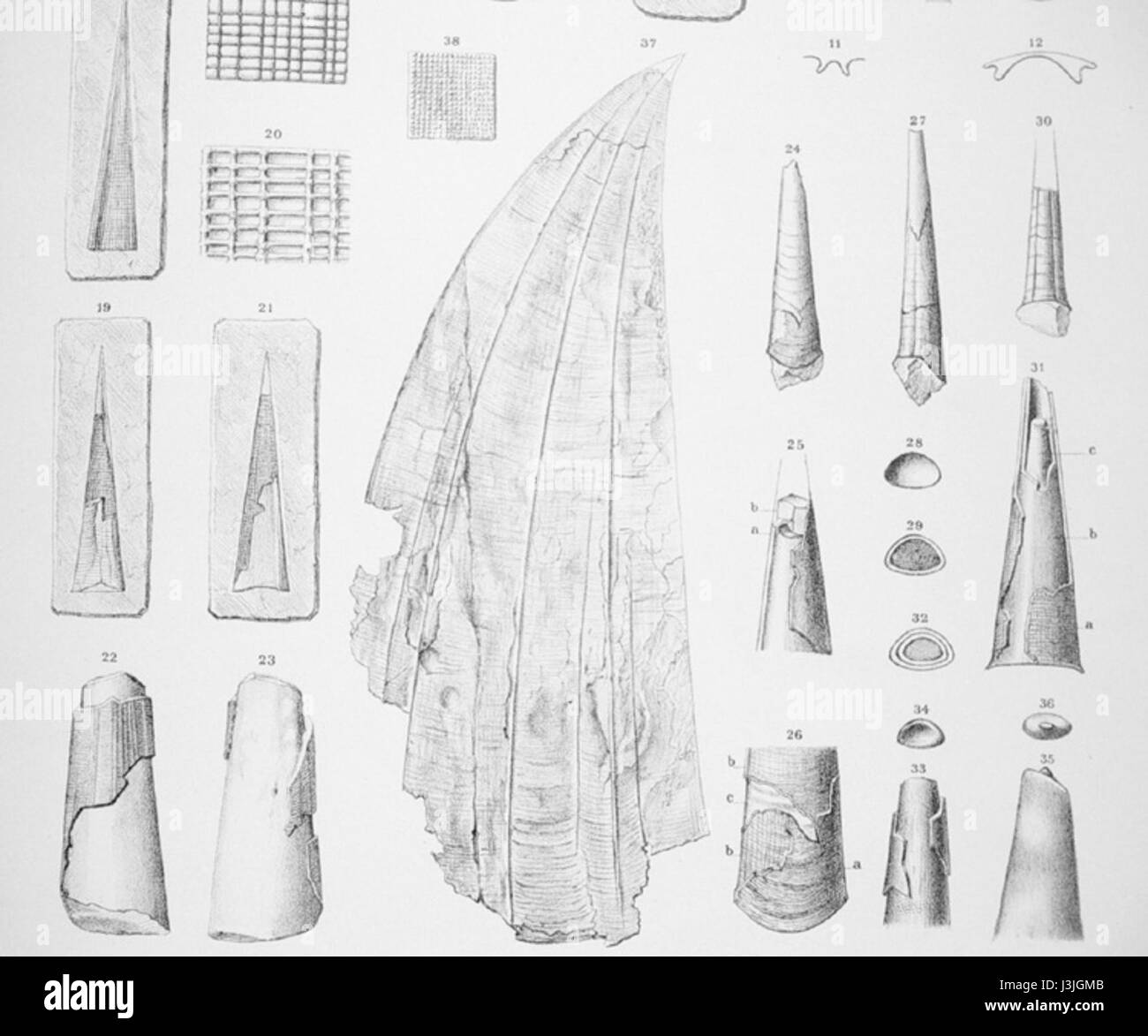 Conical shells -Fotos und -Bildmaterial in hoher Auflösung – Alamy
