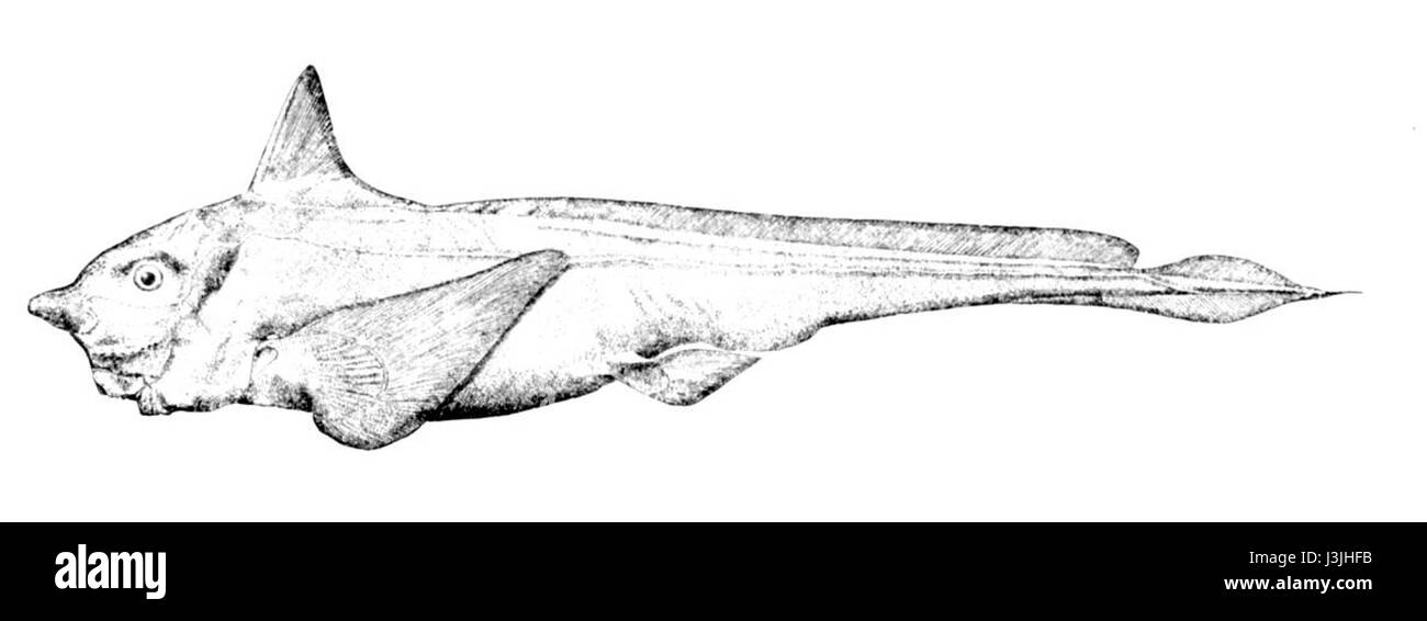 Hydrolagus affinis, auch bekannt als Rough Skate oder Smooth Skate, ist eine Fischart aus der Familie der Chimaeridae. Diese Art kommt typischerweise in Tiefseegebieten vor und ist bekannt für ihren ausgeprägten langgestreckten Körper und ihre spezielle Flossenstruktur. Stockfoto