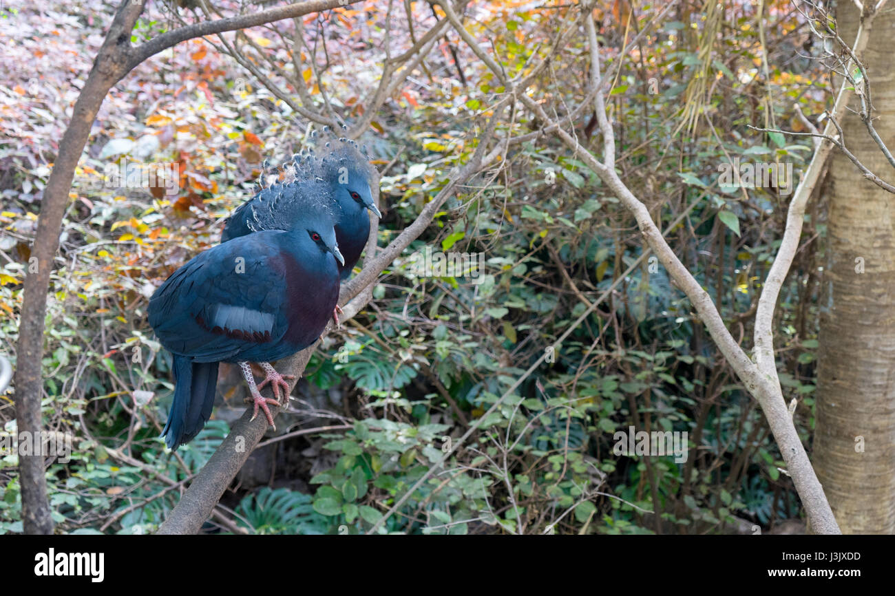 Zwei blau gekrönte Tauben halten sich in den Ästen Stockfoto