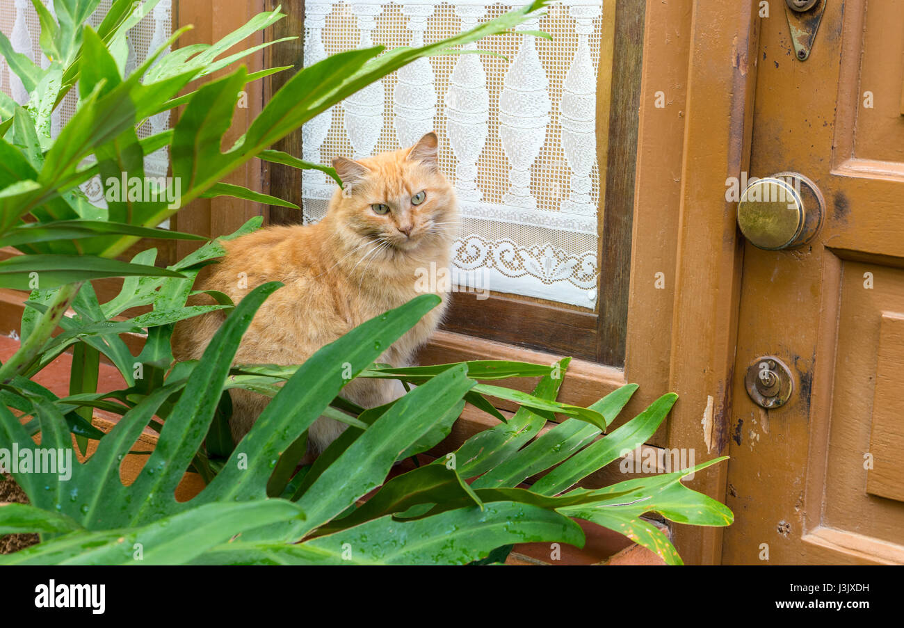 Ein rot, Tabby Kater Stockfoto