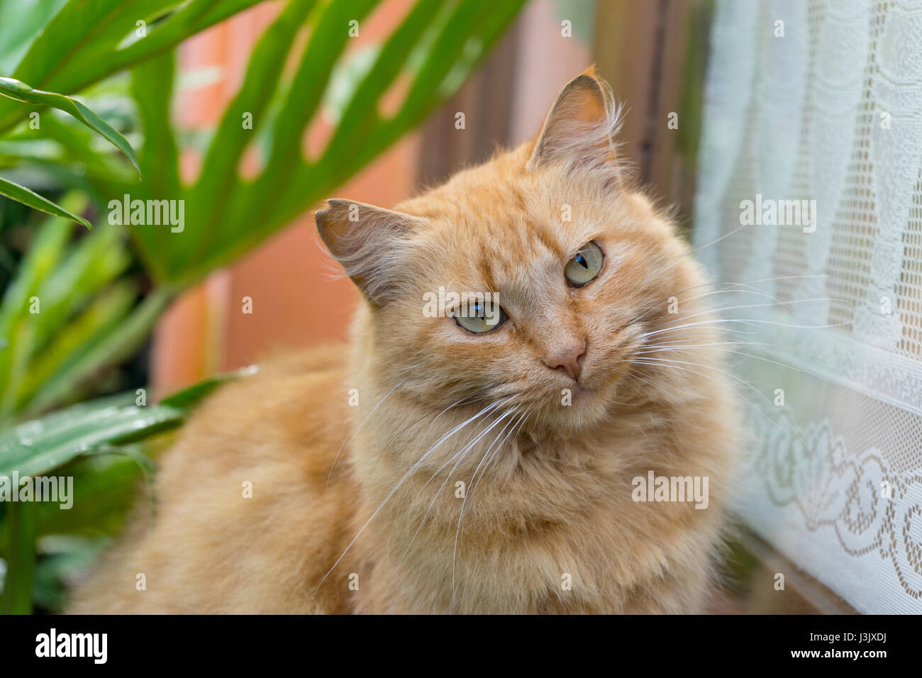 Ein rot, Tabby Kater Stockfoto