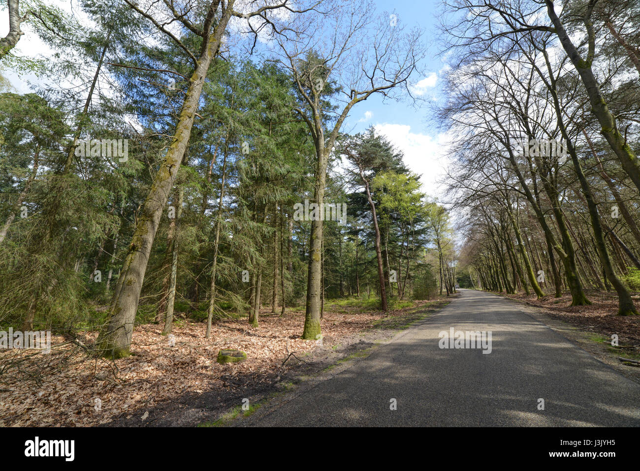 De hoge veluwe Fotos und Bildmaterial in hoher Auflösung Alamy