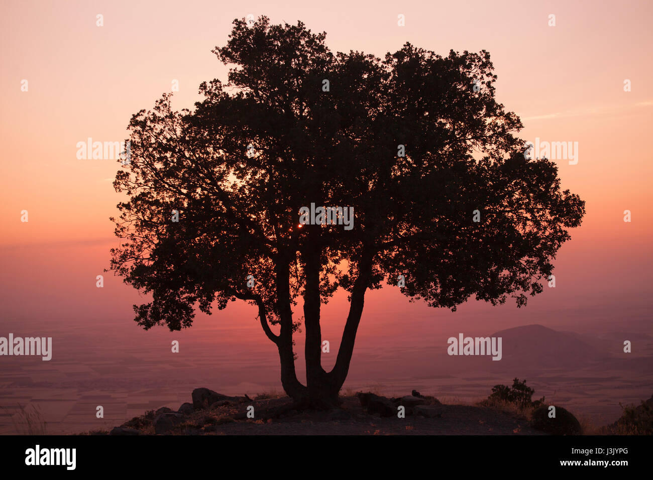 Großer Baum bei Sonnenuntergang mit schönen warmen Farben Stockfoto