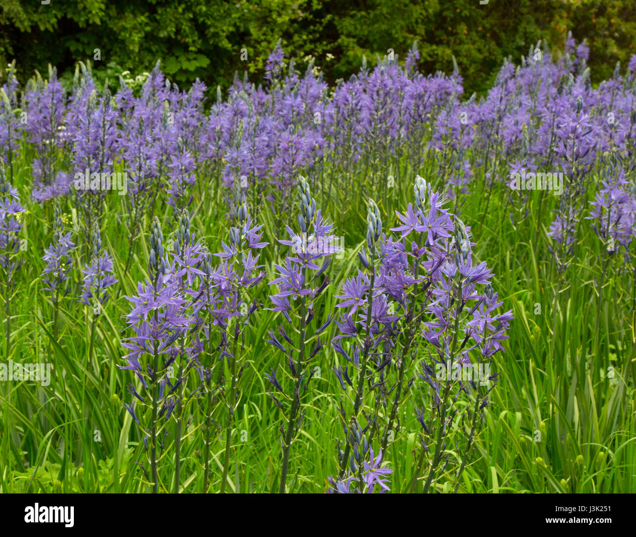 Camassia Lily ist eine Gattung von Pflanzen in der Spargel-Familie stammt aus Kanada und die Vereinigten States.other Namen gehören Camas, Quamash, indische Hyazinthe, Stockfoto