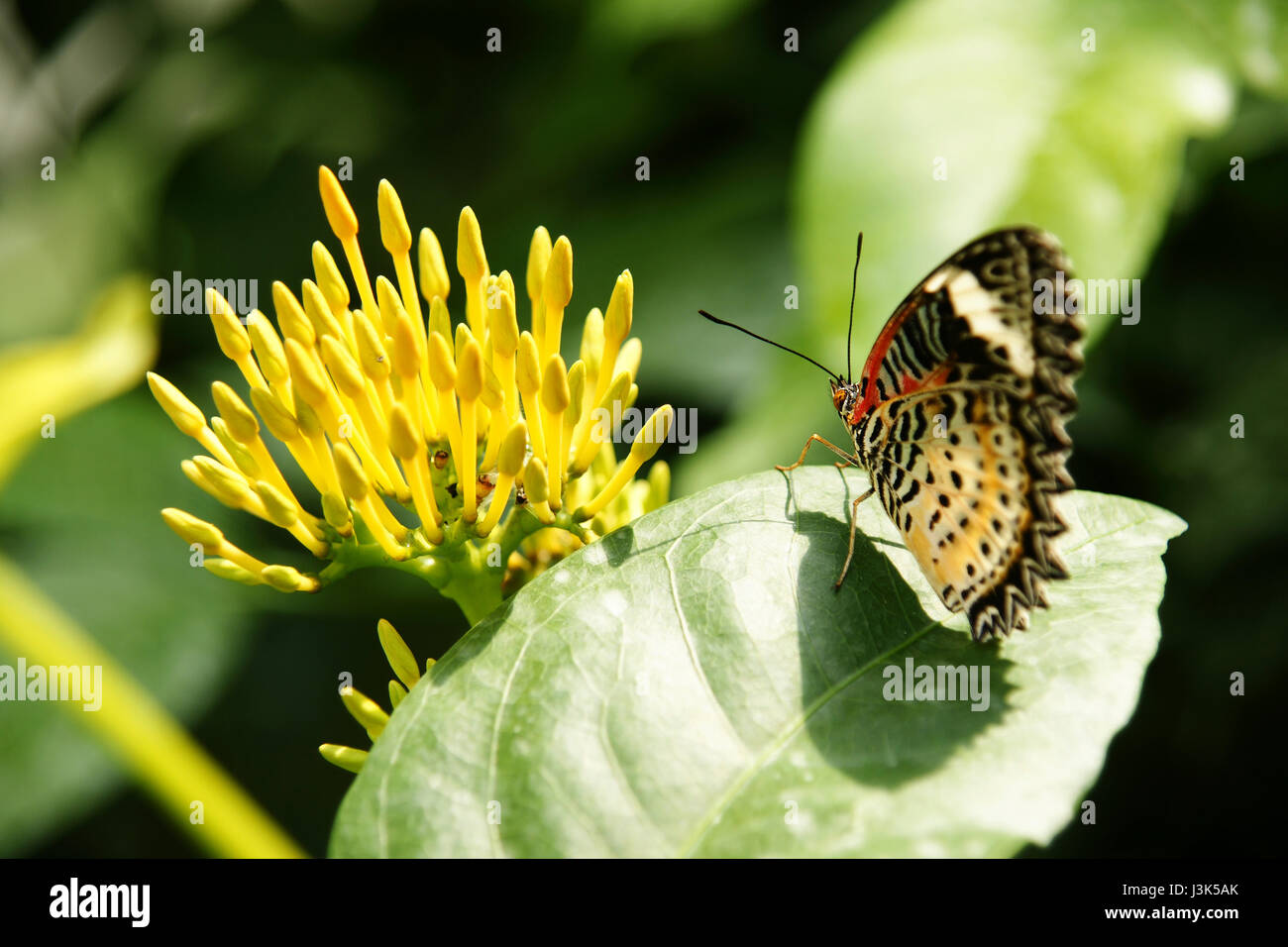 Rückseite Blick auf gelb orange bunten Schmetterling mit seinen Flügeln auf grüne Blatt Blick auf gelbe Blume nach oben sitzen. Stockfoto