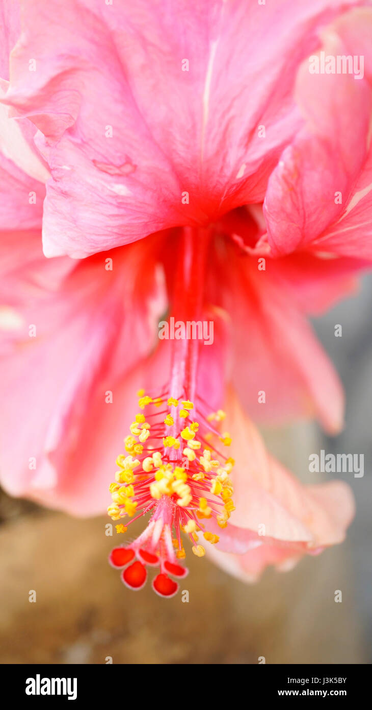 Nahaufnahme von rosa Blüte Blume mit gelben Blüte hängend in Natur. Stockfoto