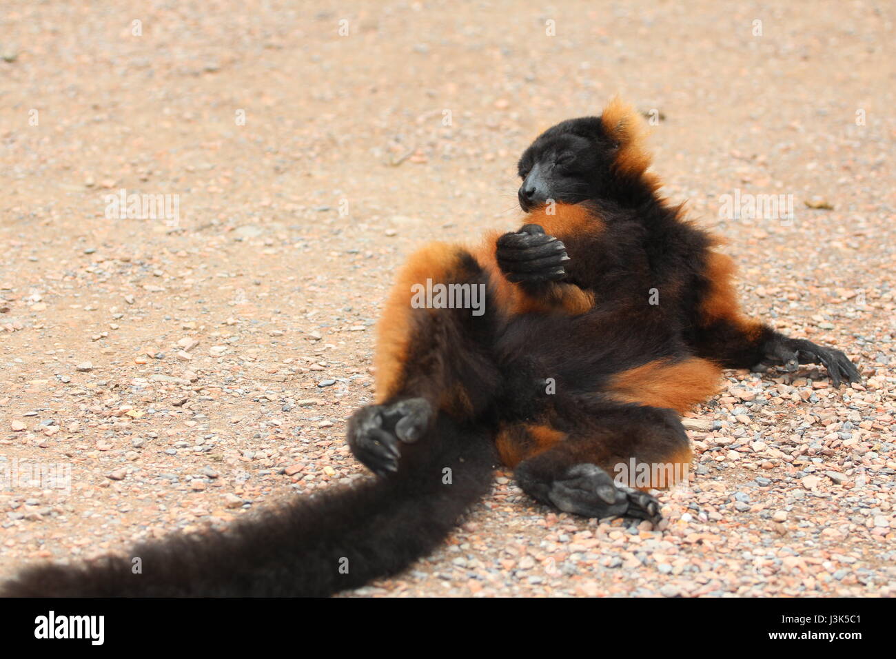 Varecia Rubra / rote ruffed Lemur Stockfoto