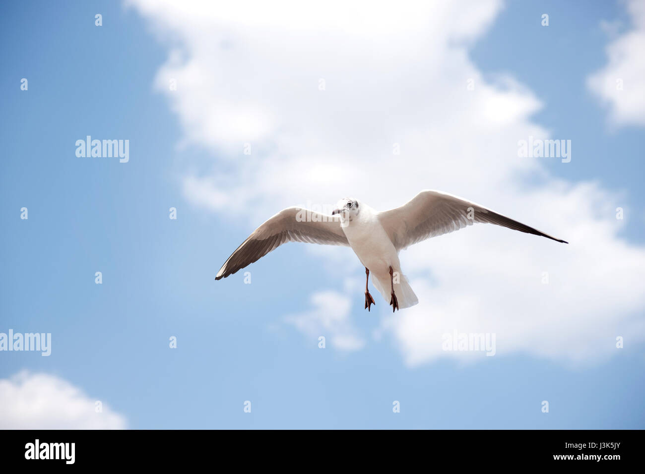 Weisse Seevogel mit schwarzen Flügelspitzen fliegen und soaring bis in die blaue Luft voller Wolken. Stockfoto