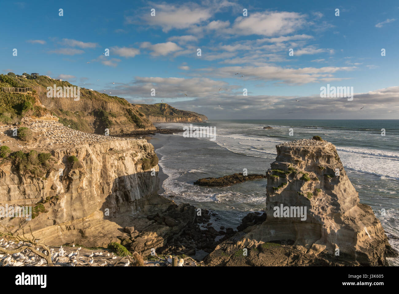 Auckland, Neuseeland - 2. März 2017: Überblick über Beige-braunen Felsen Tölpelkolonie am Muriwai Beach bevölkert. Tasmanische See als Rücken unter Abend blu Stockfoto