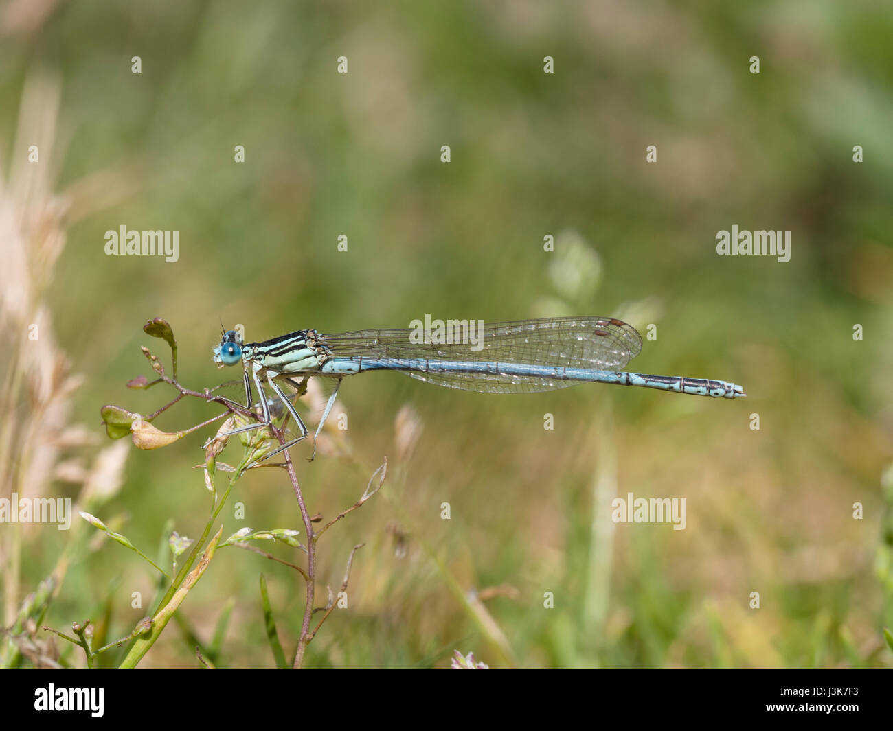 White-legged Damselfly, Platycnemis pennipes Stockfoto