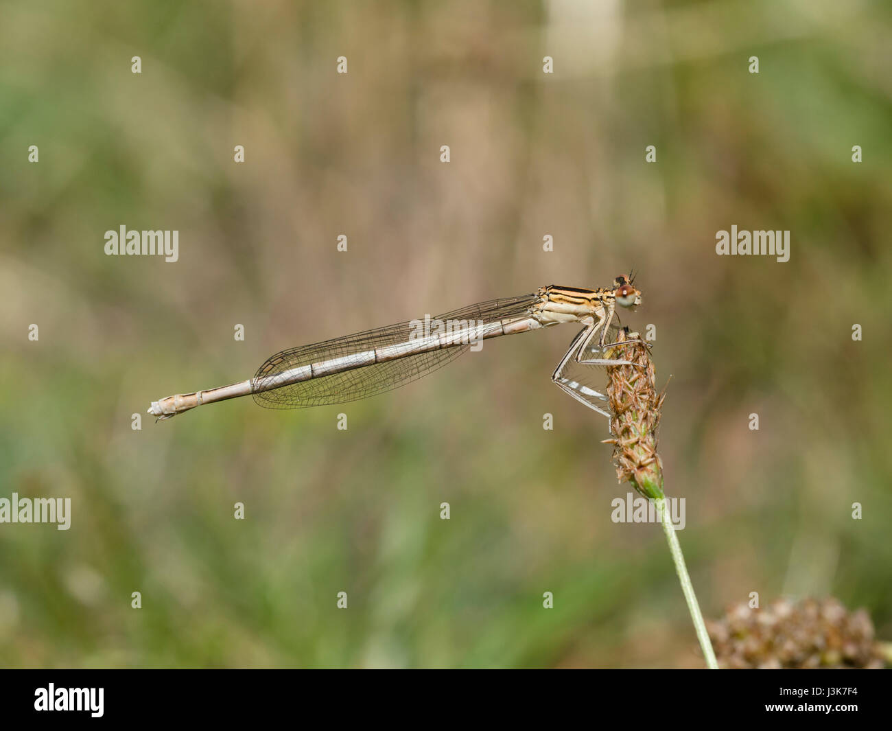 White-legged Damselfly, Platycnemis pennipes Stockfoto