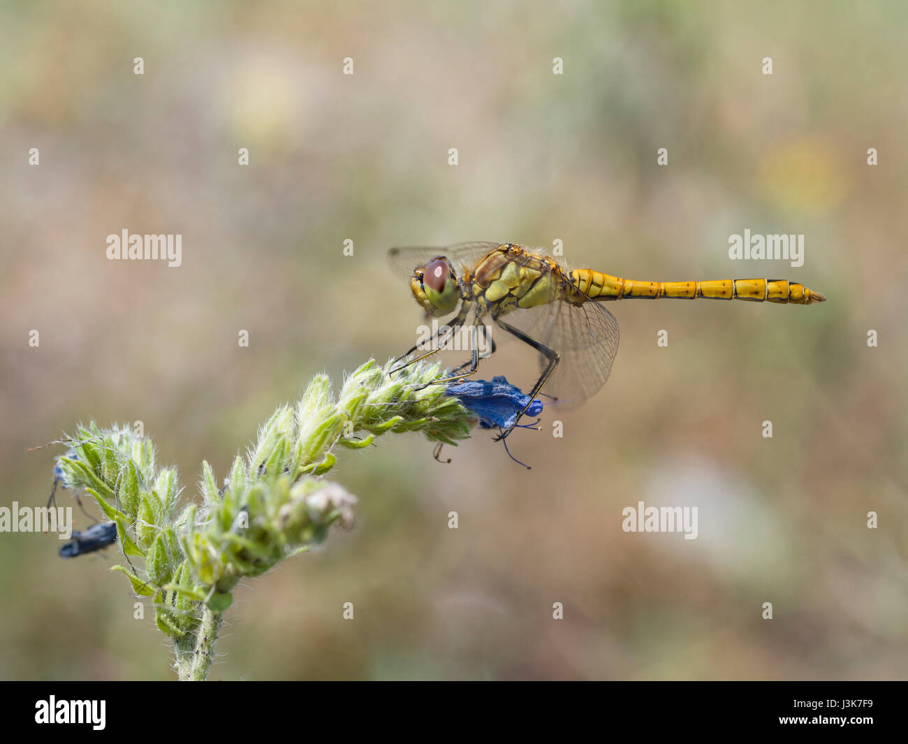 Vagrant Darter, Sympetrum vulgatum Stockfoto