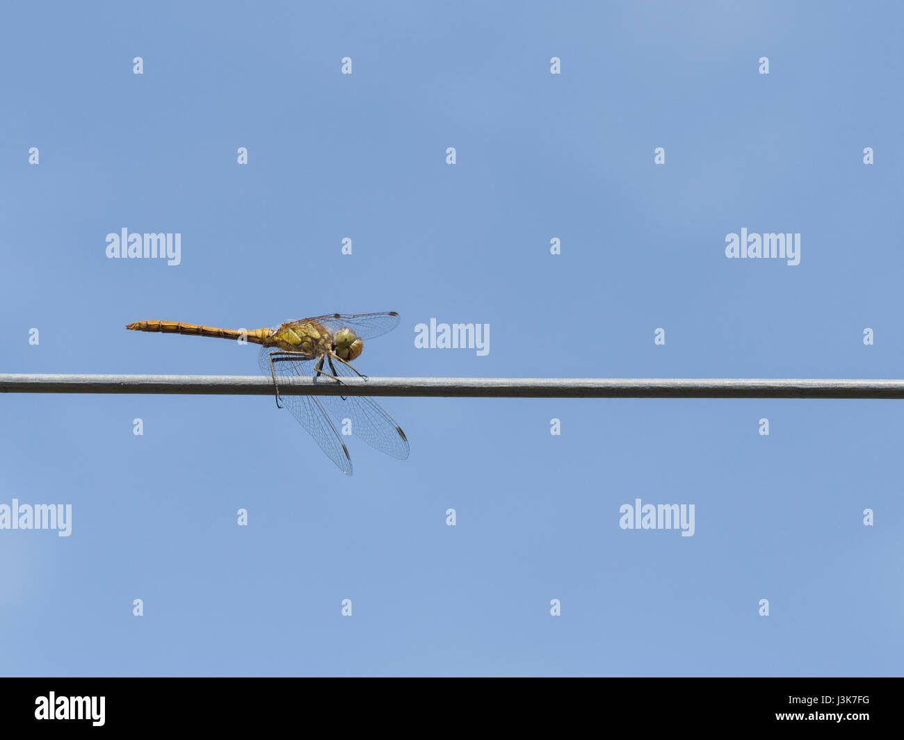 Vagrant Darter, Sympetrum vulgatum Stockfoto