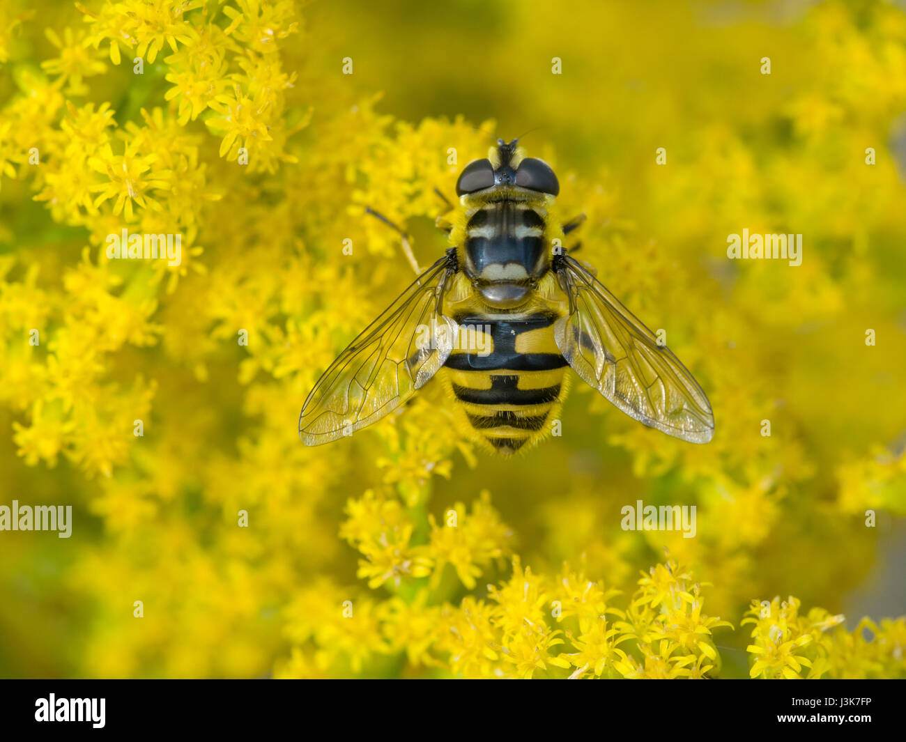 Hoverfly (Myathropa Florea) Stockfoto