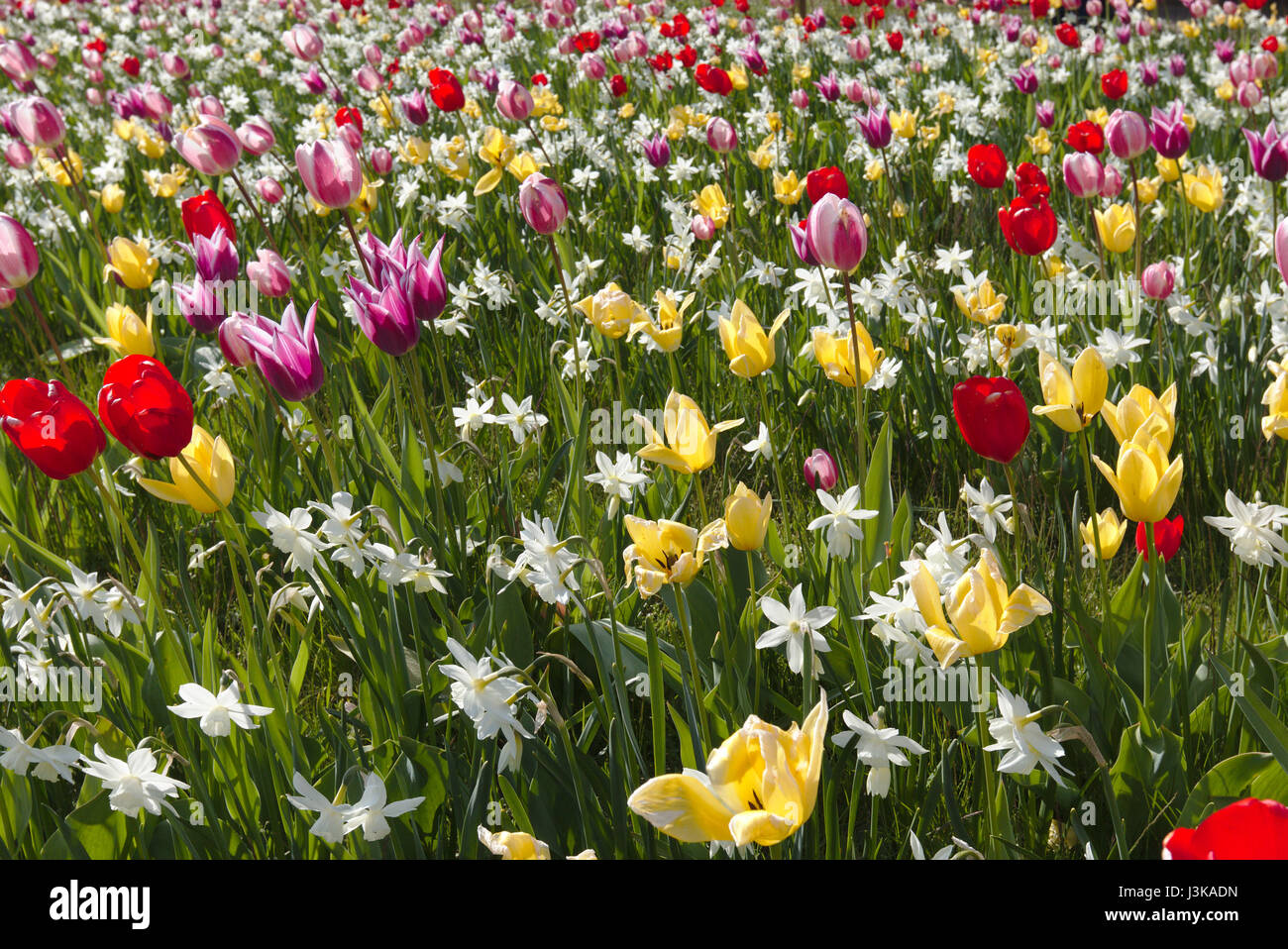 Rosen Tulpen Und Narzissen Das Ganze Leben Ist Narzissen und tulpe -Fotos und -Bildmaterial in hoher Auflösung – Alamy