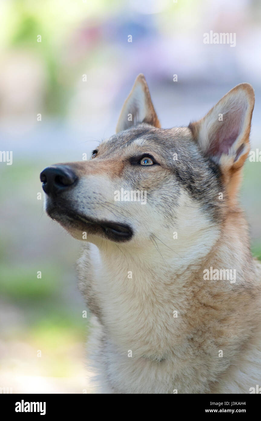 Tschechoslowakischen Wolfshundes Portrait Stockfoto