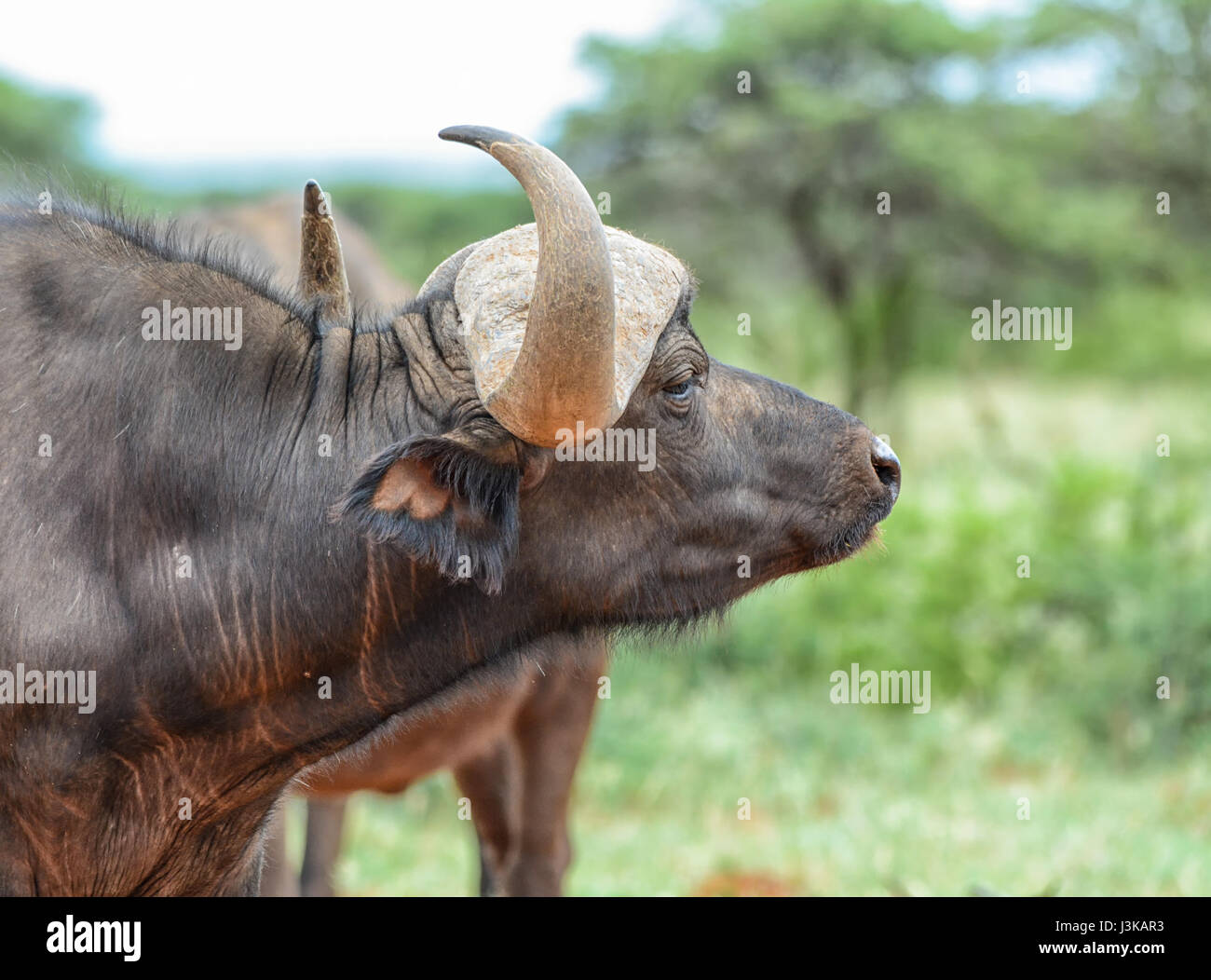 Afrikanischer Büffel im südlichen afrikanischen Savanne Stockfoto