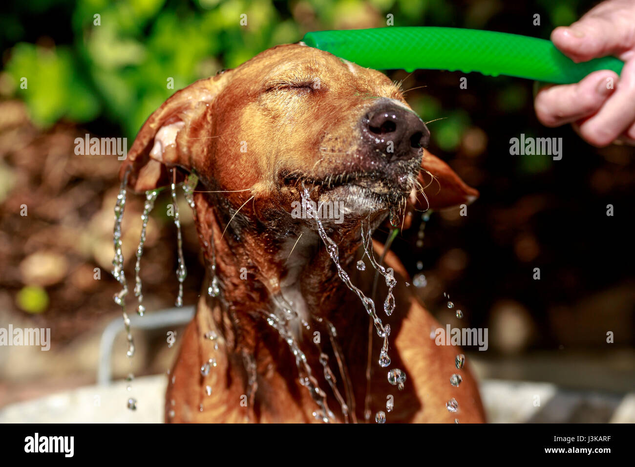 Roten Haaren andalusischer Hund Hund freut sich und nimmt ein Bad im Garten an einem heißen Sommertag Stockfoto