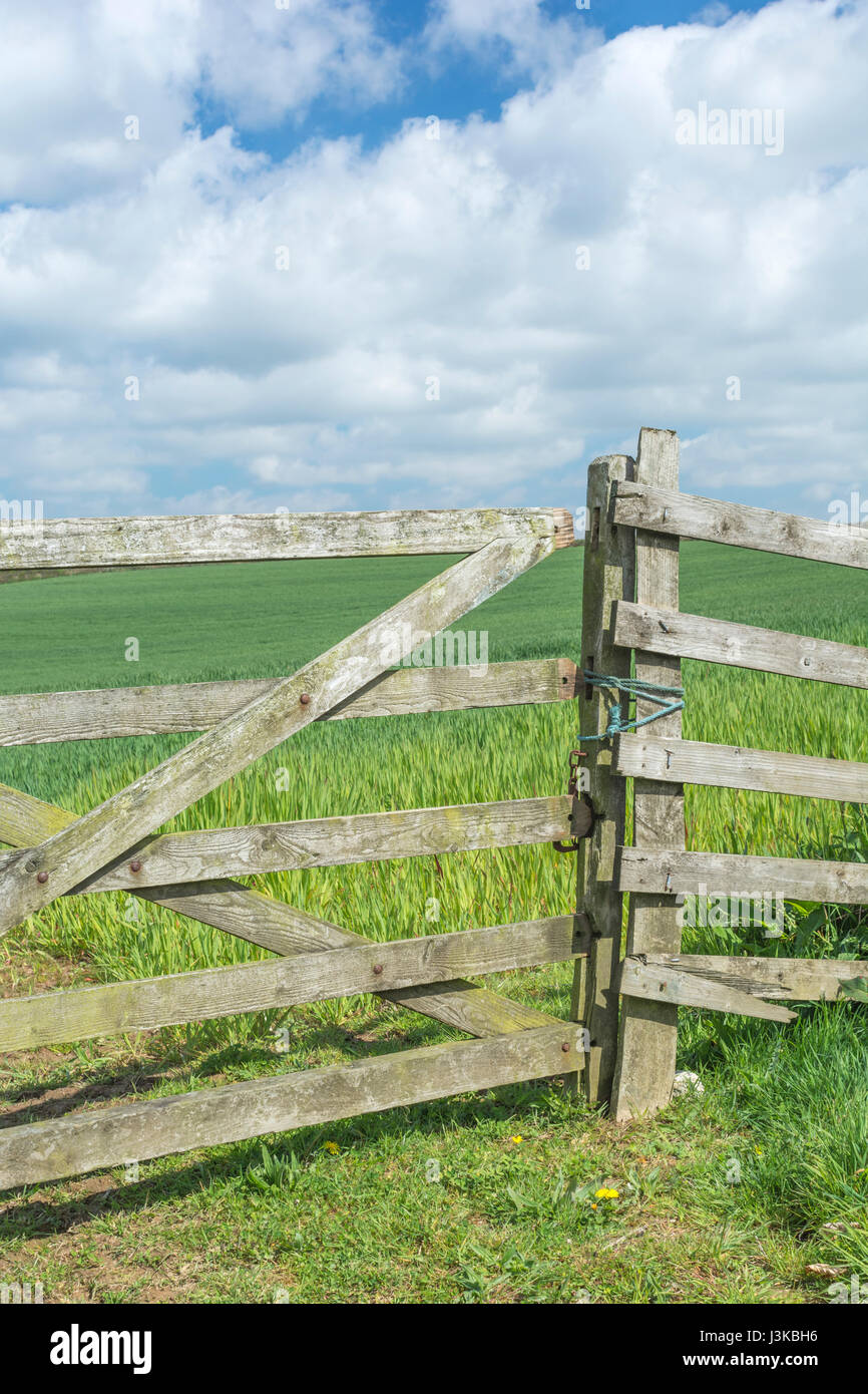 Gated Eingang zu einem Getreidefeld - mögliche Metapher für Landwirtschaft/Landwirtschaft und auch Datengateway-Konzept. Geschlossenes Tor. Stockfoto