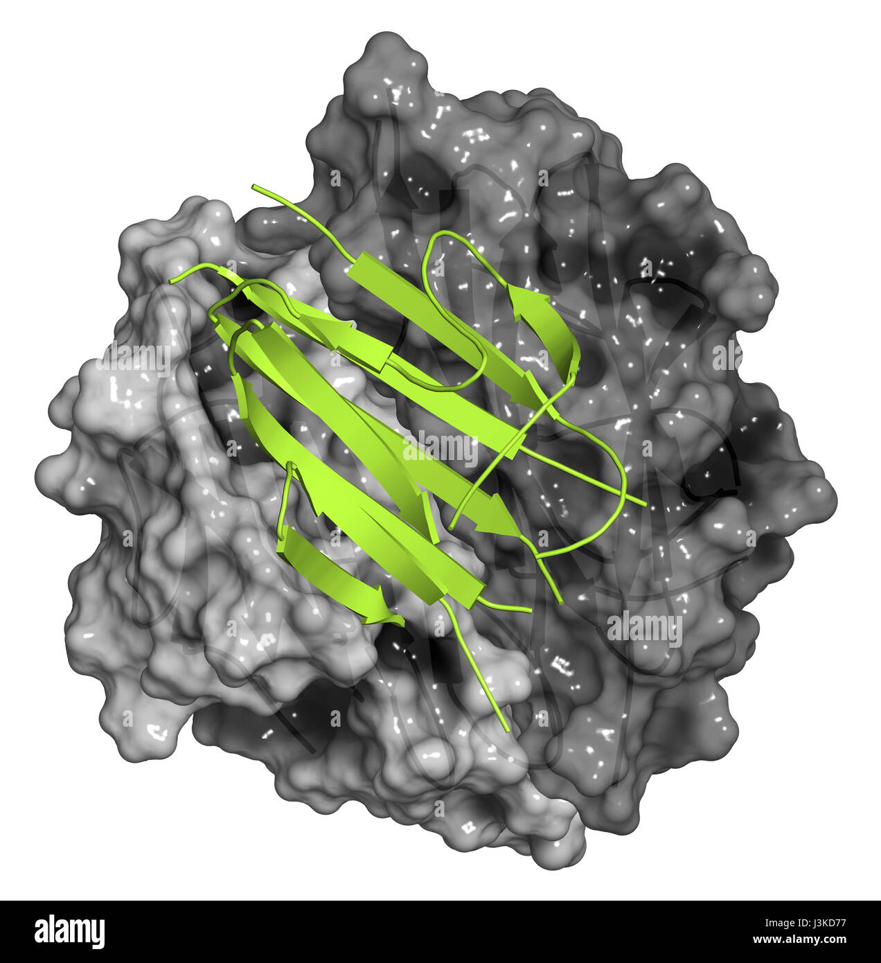 Adiponectin Protein Hormon. Rolle in der Regulation des Stoffwechsels. Zwei Ketten gezeigt als Oberflächenmodell (grau), eine Kette als Cartoon-Modell (grün dargestellt Stockfoto