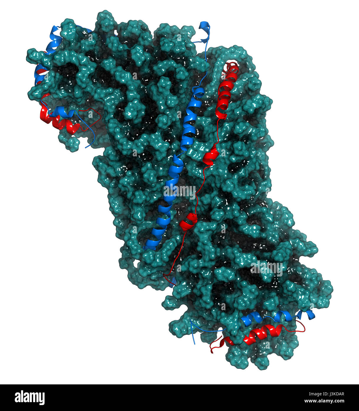 Apoliprotein Fotos und Bildmaterial in hoher Auflösung Alamy