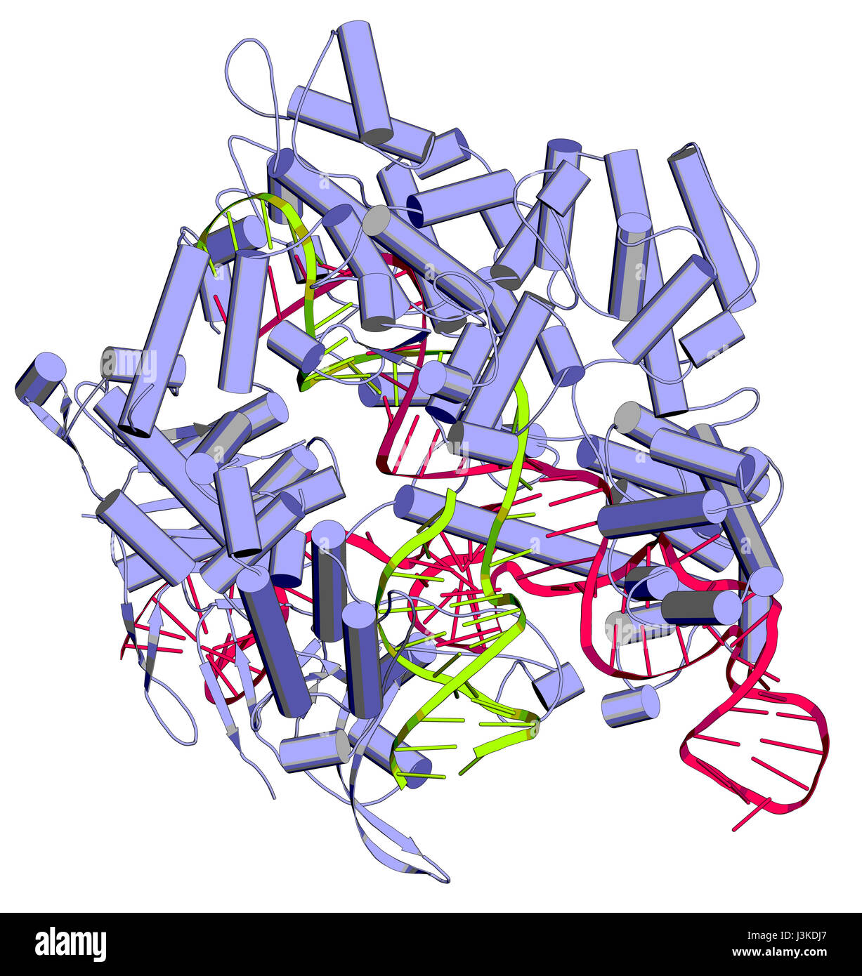 Bearbeitung komplexer von Streptococcus Pyogenes CRISPR-CAS9-gen. Das Cas9-Nuklease-Protein verwendet ein Guide RNA-Sequenz um zu DNA an eine ergänzende Website zu schneiden. Stockfoto