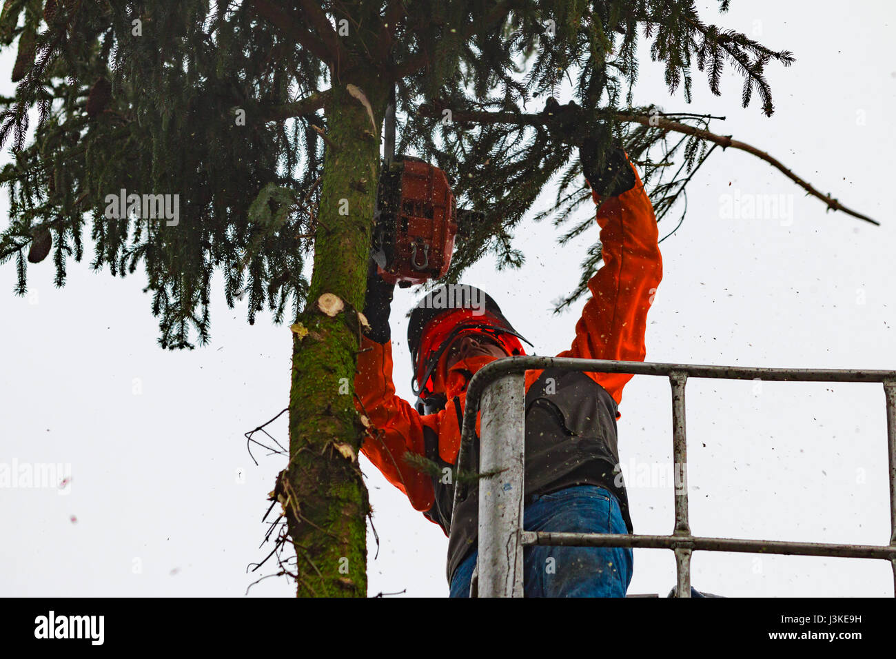 Holzfäller-schneiden-Baum mit einer Motorsäge. Stockfoto