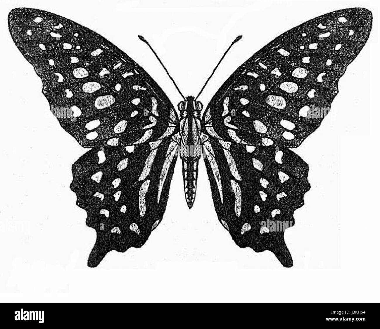 Graphium agamemnon, auch bekannt als der große Jay, ist eine Art von Schwalbenschwanzfalter in Asien. Die Flügel sind mit auffälligen grünen und schwarzen Mustern versehen, wobei die Vorderflügel schwarz mit grünlichen Streifen und die Hinterflügel blaue Flecken zeigen. Dieser Schmetterling bevorzugt tropische und subtropische Regionen und wird typischerweise in bewaldeten Gebieten beobachtet. Es gehört zur Familie der Papilionidae und ist bekannt für seine Eleganz und lebendigen Farben. Stockfoto