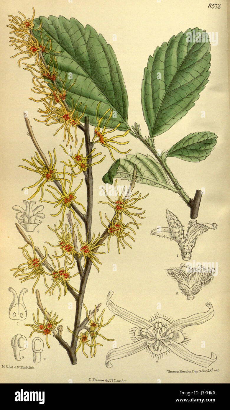 Hamamelis vernalis, auch bekannt als Ozark Hexamel, ist ein Laubstrauch aus den Vereinigten Staaten. Es ist bekannt für seine duftenden, gelben bis orangen Blüten, die im frühen Frühjahr blühen, bevor die Blätter erscheinen. Die Pflanze hat medizinische Eigenschaften und wird häufig in traditionellen Heilmitteln verwendet. Stockfoto