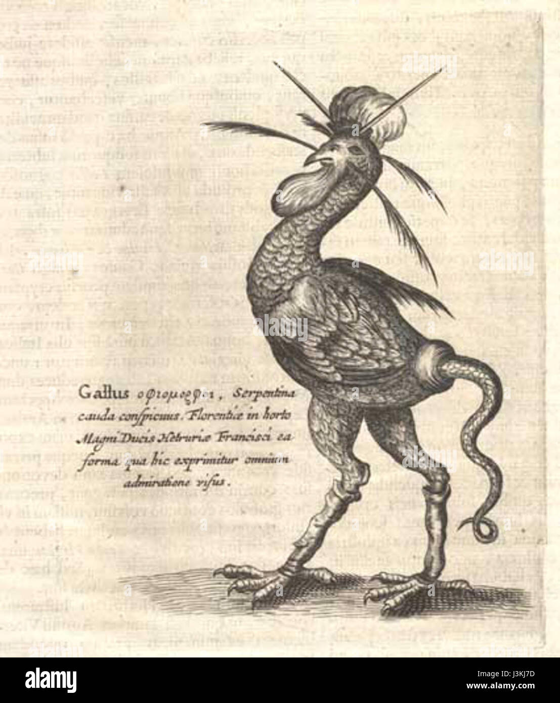 Basilisk zeichnung Fotos und Bildmaterial in hoher Auflösung Alamy